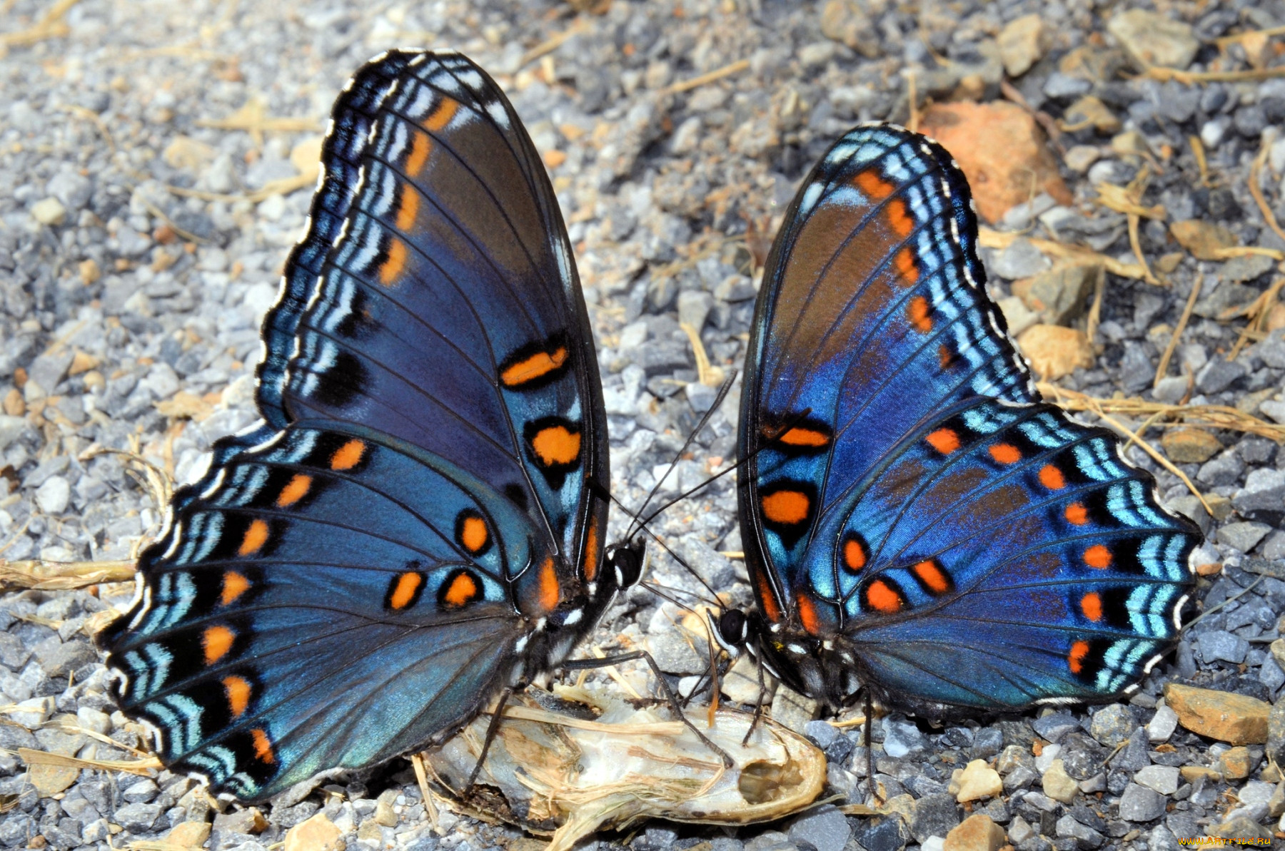 Самые красивые бабочки пара